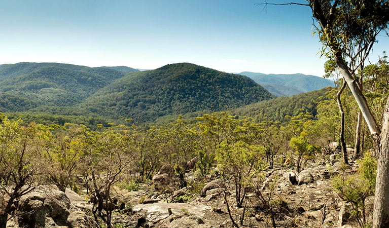 The view from Granite lookout in Washpool National Park. Photo: Leah Pippos &copy; DPIE