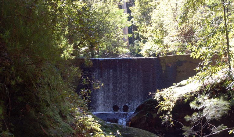 Creek dam, Watagans National Park