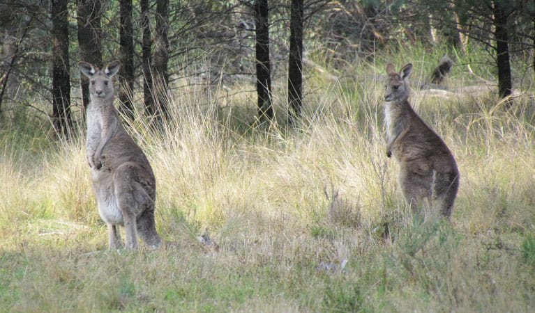 Eastern grey kangaroos along Berthas Gully walking track in Weddin Mountains National Park. Photo: Melanie Cooper &copy; DPIE