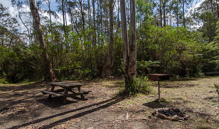 Brushy Mountain campground, Werrikimbe National Park. Photo: John Spencer/NSW Government