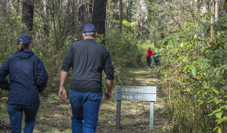 A family walking past directional signage along Carabeen walk in Werrikimbe National Park. Photo: Josh Smith &copy; DPE