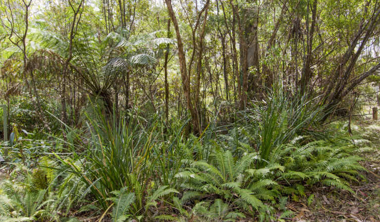 View of ferns, tall grasses and shrubs on forest floor. Photo: John Spencer &copy; OEH