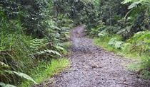 View of Telephone Road passing through dense rainforest. Photo: Liz Dargin/OEH