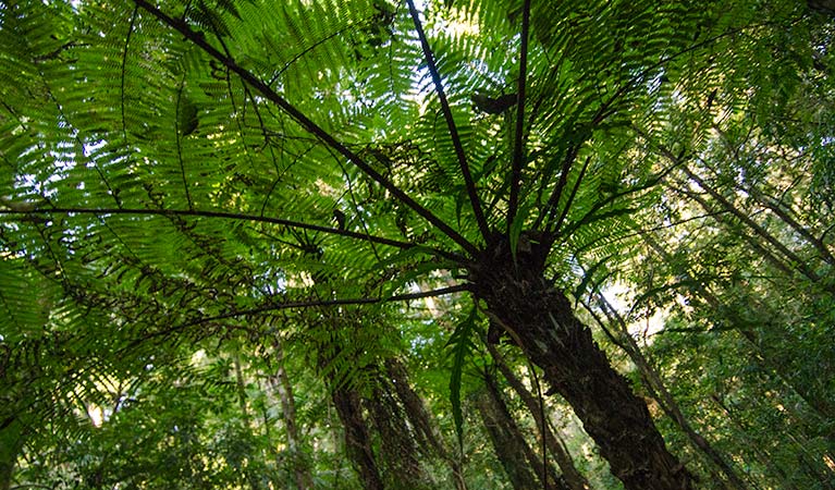 Botanic walk canopy, Willi Willi National Park. Photo: John Spencer &copy; OEH