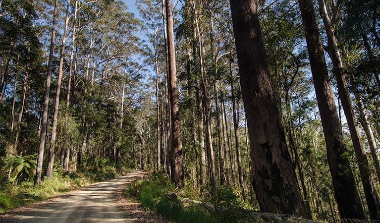 Forest road, Willi Willi National Park. Photo: John Spencer &copy; DPIE