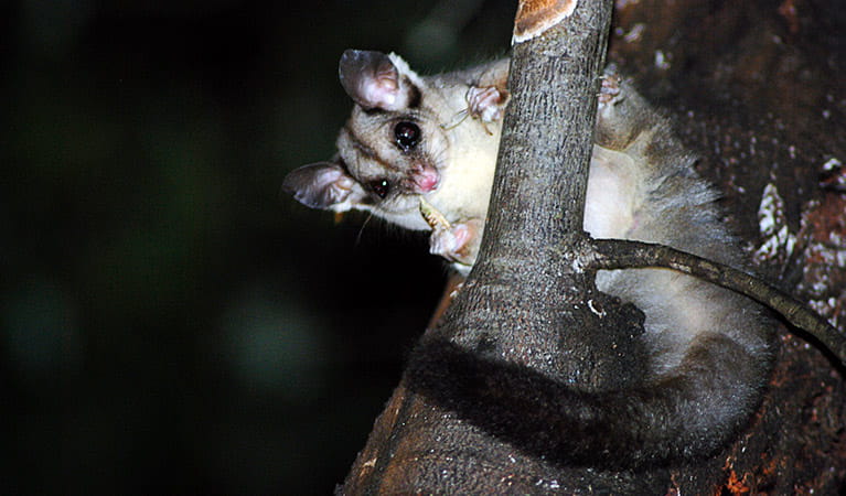 A nocturnal squirrel glider on a tree branch, Wollemi National Park. Photo: Jeff Betteridge &copy; DPIE