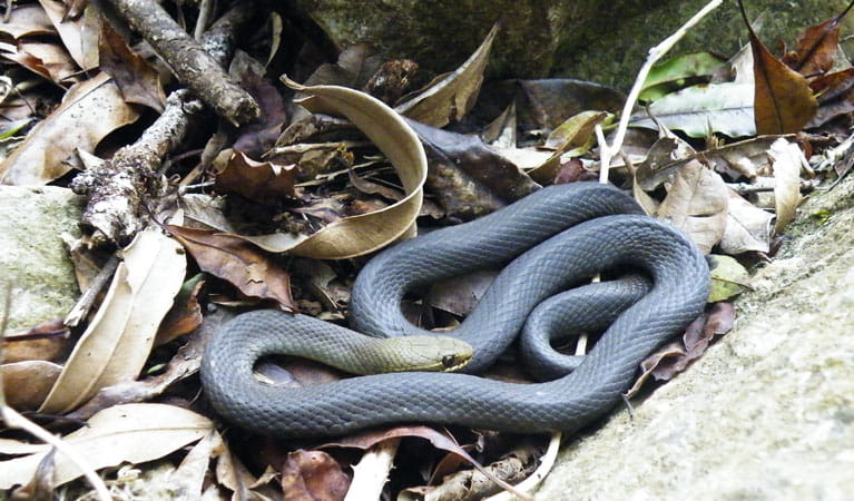 Black bellied marsh snake, Wollumbin National Park. Photo &copy; Damien Hofmeyer