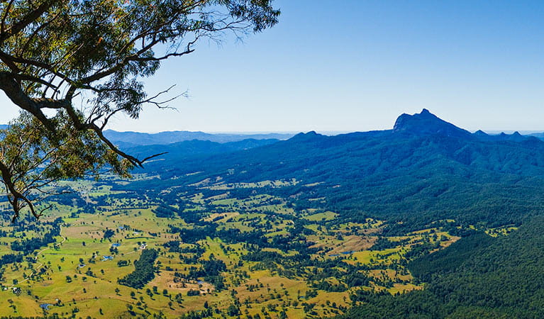 View of Wollumbin (Mount Warning) from Blackbutt lookout picnic area, Border Ranges National Park. Photo: Stephen King/OEH