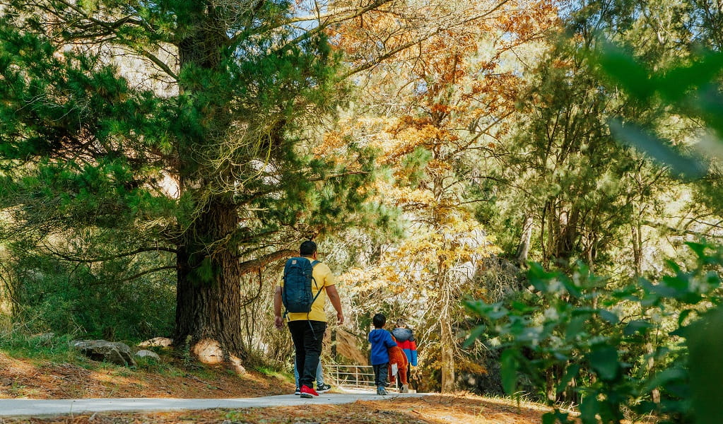 A man and his 2 sons walk along the step-free, wheelchair-accessible Victoria Arch walking track, a sealed path surrounded by trees. Credit: Remy Brand/DPE &copy; Remy Brand 