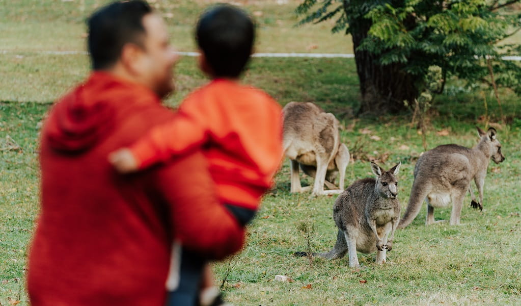 A father holds holds his young son as they watch kangaroos visiting Wombeyan picnic area. Credit: Remy Brand/DPE &copy; Remy Brand