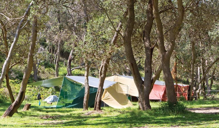 Tents at Pebbly Beach campground, Yuraygir National Park. Photo: Rob Cleary/DPIE