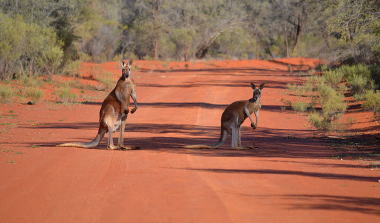 Red kangaroos on red dirt track in Gundabooka National Park. Photo: Dinitee Haskard/DPIE