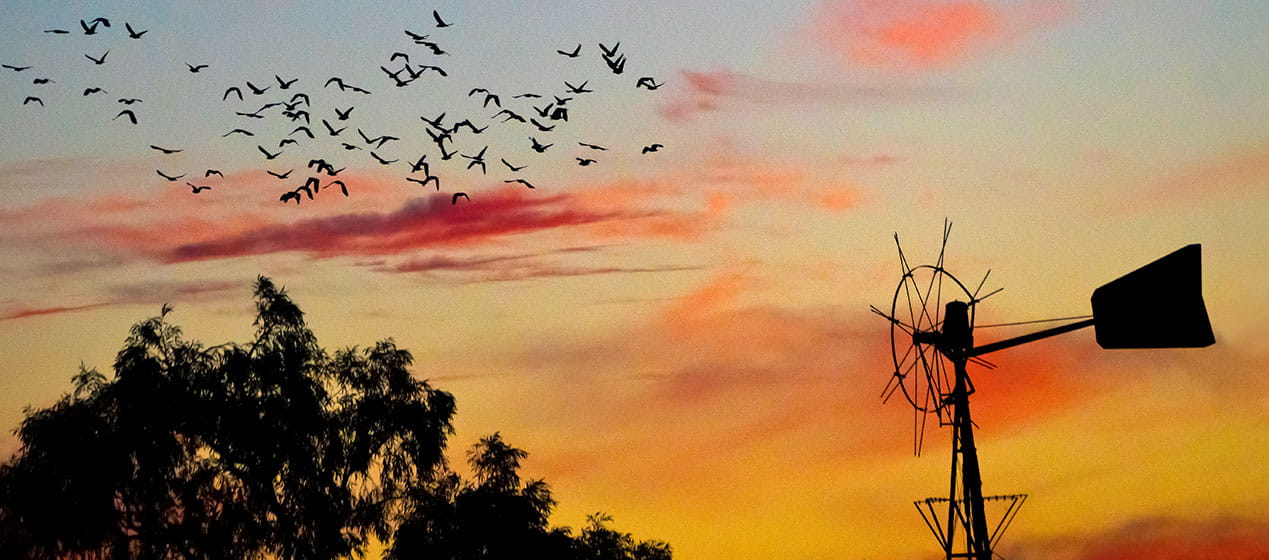 Sunset windmill and birds. Mount Wood area of Sturt National Park. Photo: John Spencer &copy: DPIE