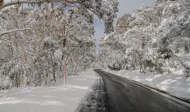 Snow covering the side of the road in Kosciuszko National Park. Photo: Murray Vanderveer/DPIE