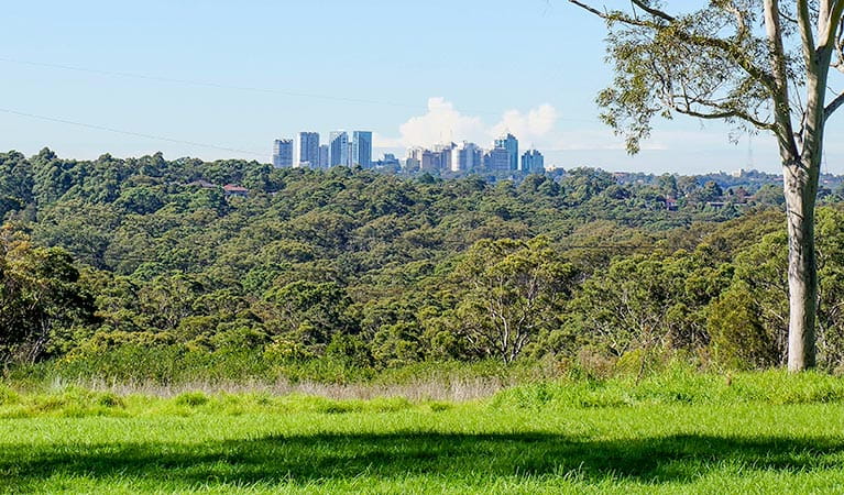 View of the Chatswood skyline from Tunks Hill picnic area in Lane Cove National Park. Photo: OEH