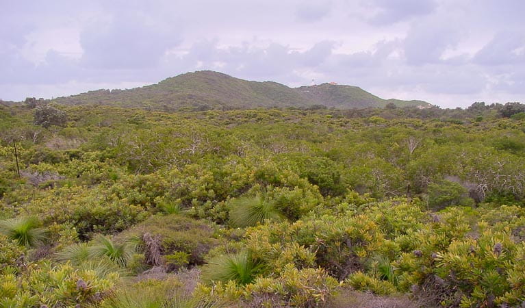 Vegetation of Arakwal National Park. Photo: N Graham