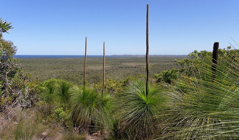 Inland lookout over Broadwater National Park: Photo: L Walker