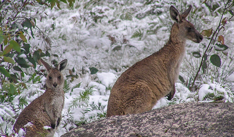 Eastern grey kangaroo (Macropus giganteus), Cathedral Rock National Park. Photo: A Harber
