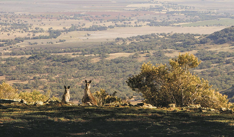Eastern grey kangaroos (Macropus giganteus) on top of Bundella lookout, Coolah Tops National Park. Photo: Barry Collier