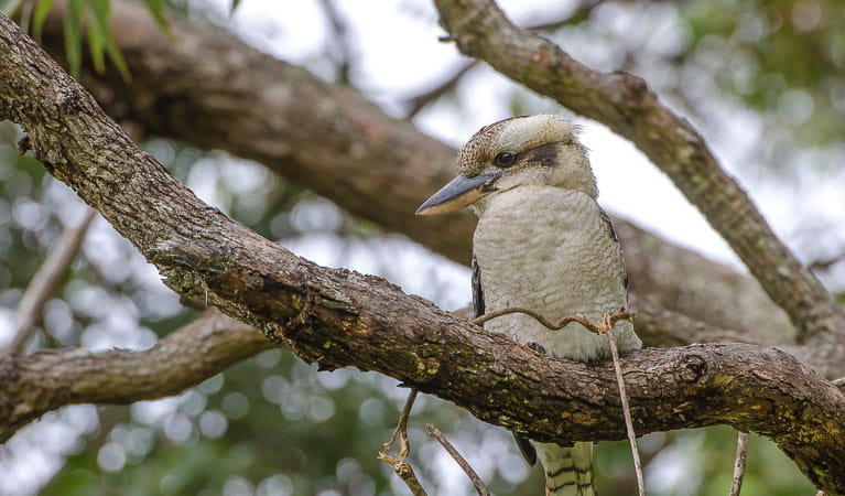 Kookaburra (Dacelo novaeguineae), Crowdy Bay National Park. Photo: John Spencer