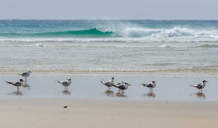 Shore birds on the sand, Goolawah National Park. Photo: John Spencer