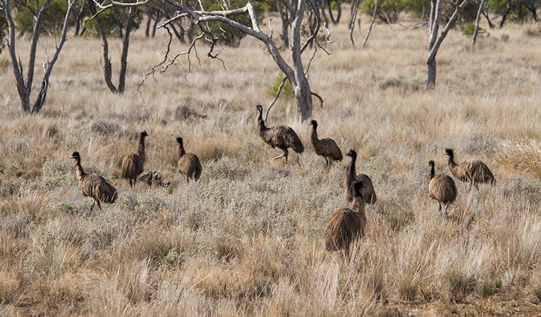 Emus (Dromaius novaehollandiae) in Gundabooka National Park. Photo: David Finnegan