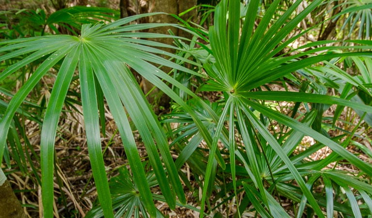 Cabbage tree palm (Livistonia Australis), Illawarra Escarpment State Conservation Area. Photo: John Spencer