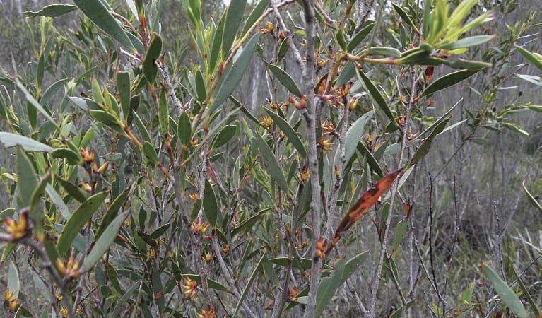 Eucalyptus moorei buds on eucalyptus mallee scrub. Photo: Steve Douglas