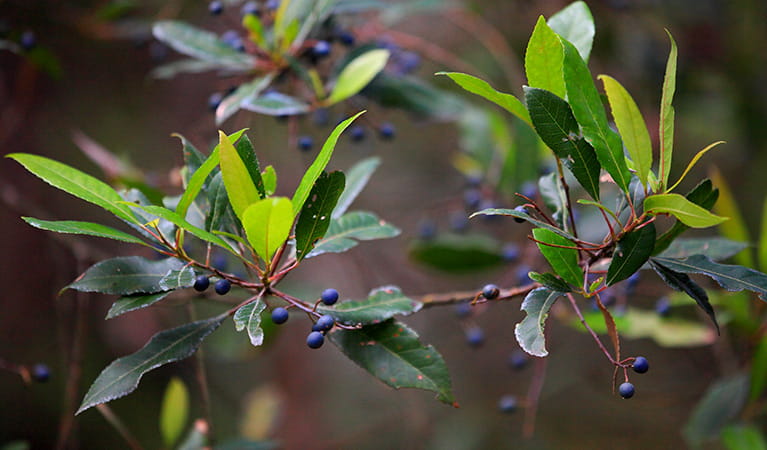 Blueberry ash (Elaeocarpus reticulatus), Meroo National Park. Photo: M Makeham