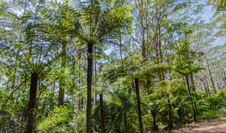 Forest canopy in Middle Brother National Park. Photo: John Spencer