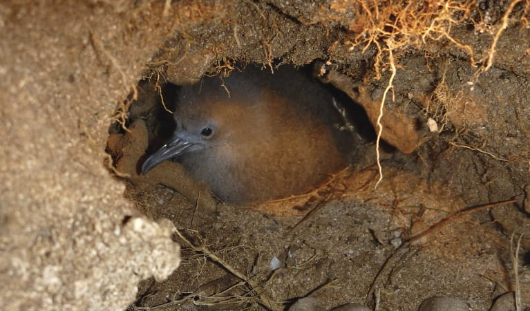 Wedge-tailed shearwater mutton bird in underground nest, Muttonbird Island Nature Reserve. Photo: Rosie Nicolai/OEH