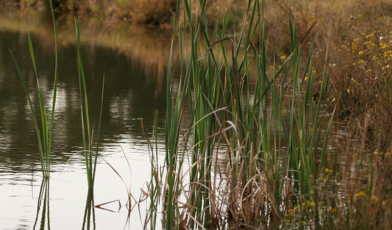Reeds along the riverbank, Nattai National Park. Photo: Rosie Nicolai