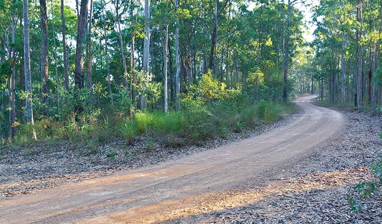 Tamban Forest Drive, Ngaamba Nature Reserve. Photo: Rob Cleary