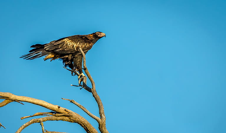 Wedge-tailed eagle (Aquila audax), Oolambeyan National Park. Photo: John Spencer