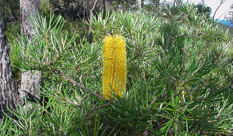Banksia, Sherwood Forest Drive, Sherwood Nature Reserve. Photo: L Rees
