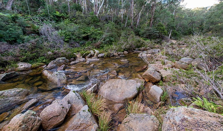 Forest stream, South East Forest National Park. Photo credit: John Spencer &copy; DPIE