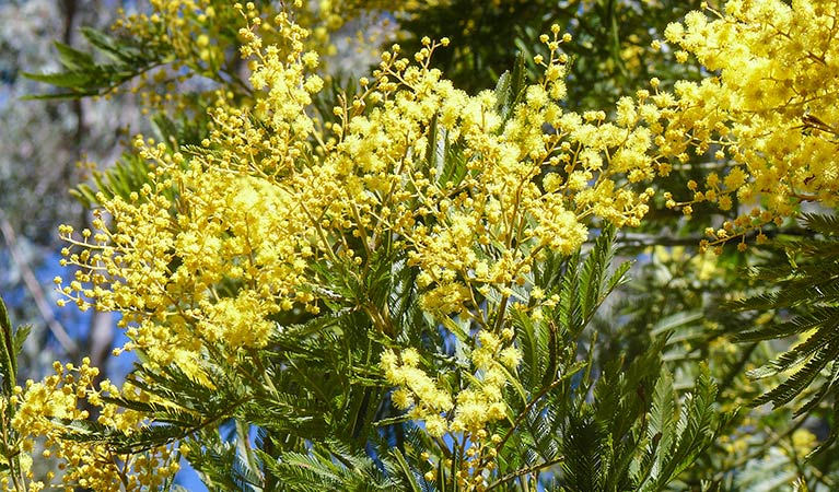 Wattle (Acacia pycnantha), Torrington State Conservation Area. Photo: OEH