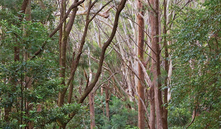 Forest, Ulidarra National Park. Photo: Rob Cleary/Seen Australia 