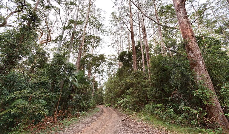 Forest trail, Ulidarra National Park. Photo: Rob Cleary/Seen Australia