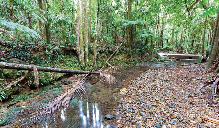 Rainforest creek, Ulidarra National Park. Photo: Rob Cleary/Seen Australia
