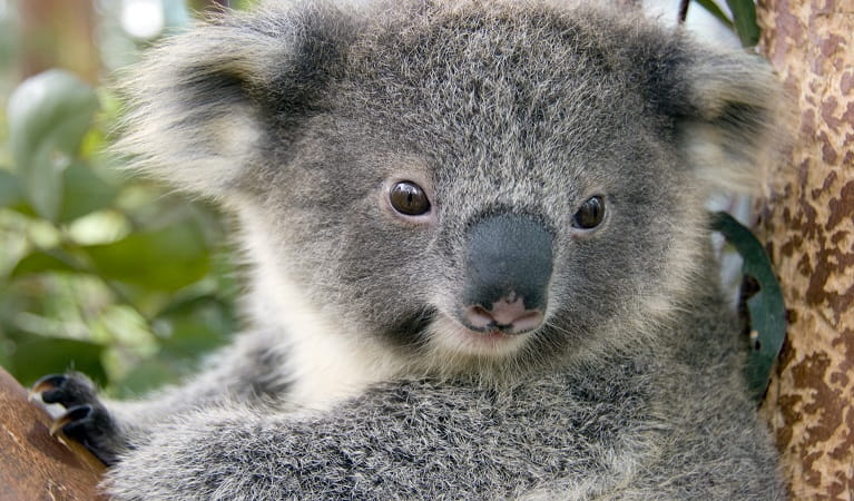 Koala (Phascolarctos cinereus). Photo: Taronga Zoo