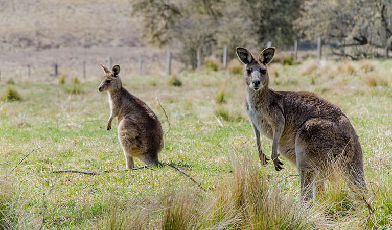 Eastern grey kangaroos (Macropus giganteus), Werrikimbe National Park. Photo: John Spencer