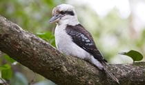 Laughing kookaburra sitting quietly on a branch. Corporate volunteers will help conserve the habitat of kookaburras and many other species in Lane Cove National Park. Photo: Nick Cubbin &copy; DPE