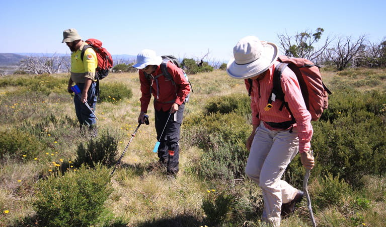 Volunteers and staff survey for orange hawkweed at Fifteen Mile Ridge, Kosciuszko National Park. Photo: Jo Caldwell 