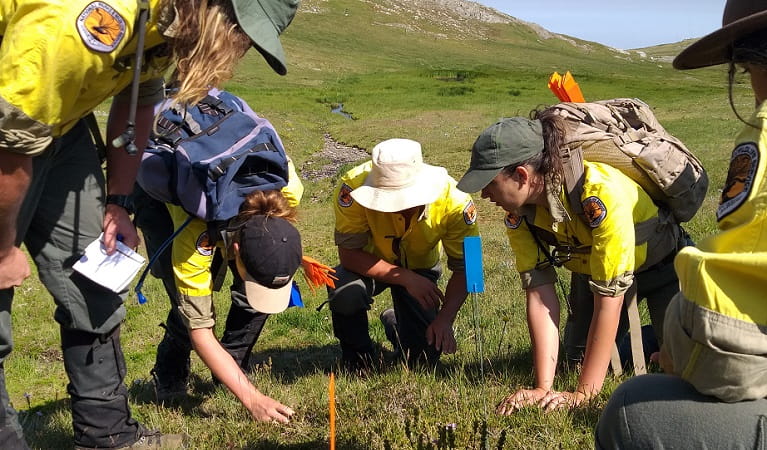 The hawkweed field team discover a patch of mouse-ear hawkweed, Kosciuszko National Park.  Photo: Rebecca Mooy &copy; Rebecca Mooy/NPWS