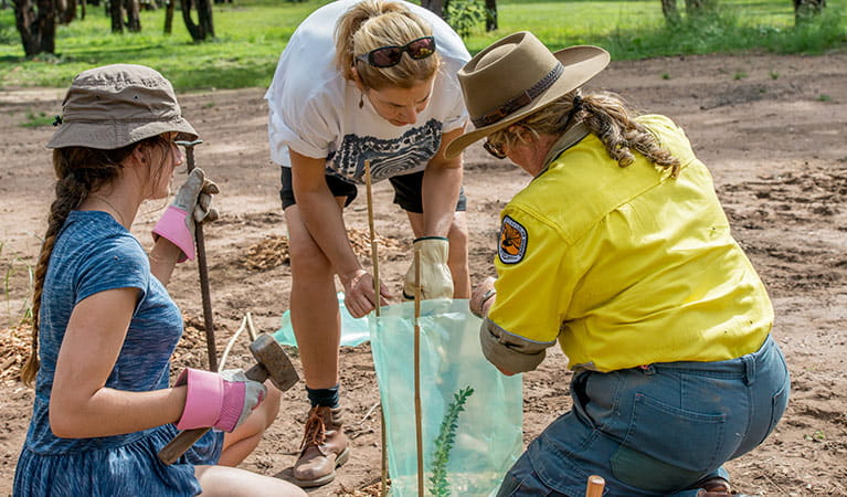 Volunteers participating in bush regeneration, Warrambungle National Park. Photo: John Spencer