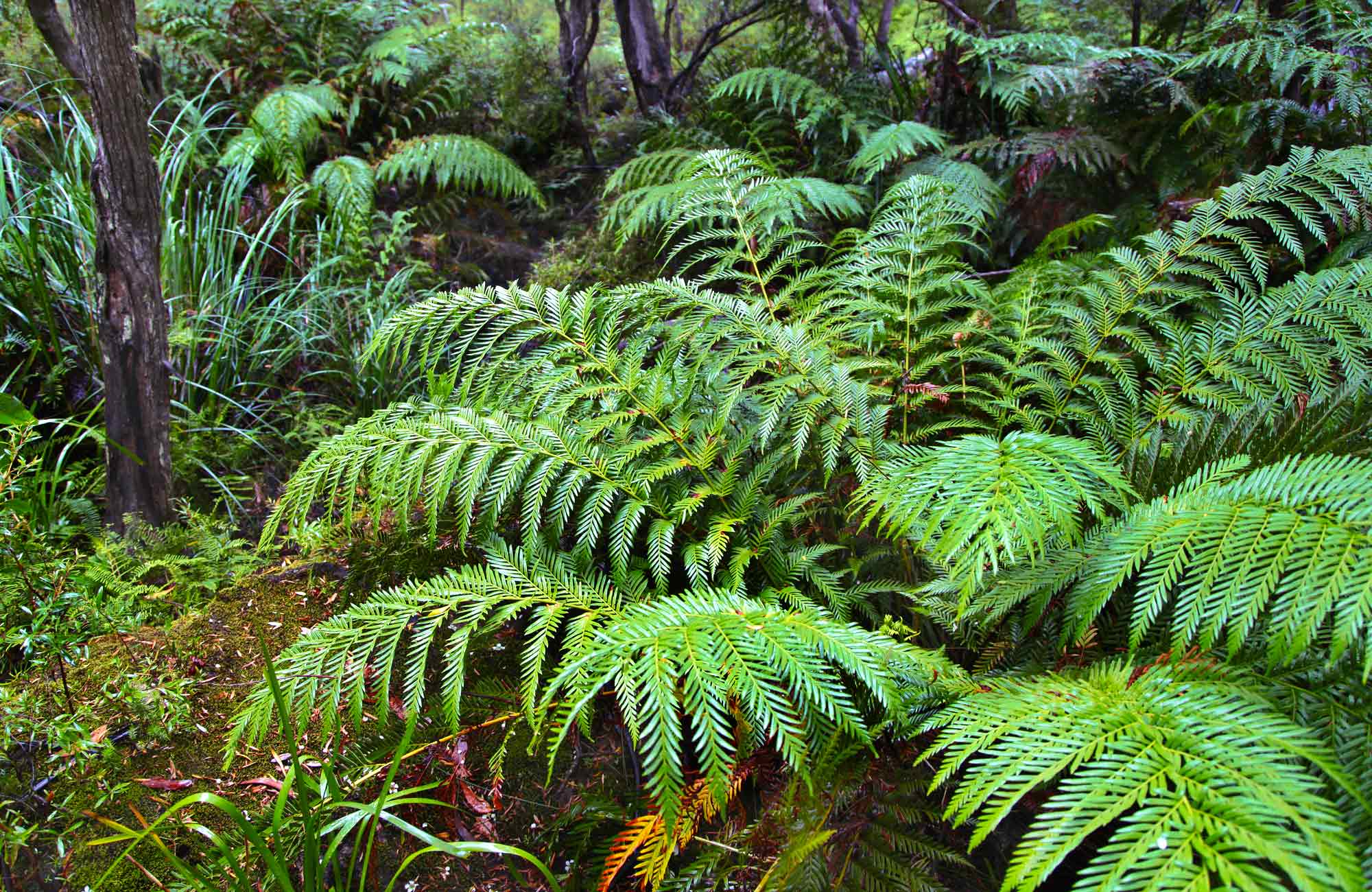 Australian plants and animals NSW National Parks