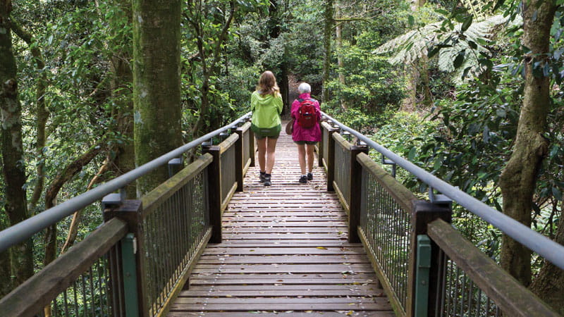 Wonga walk | NSW National Parks