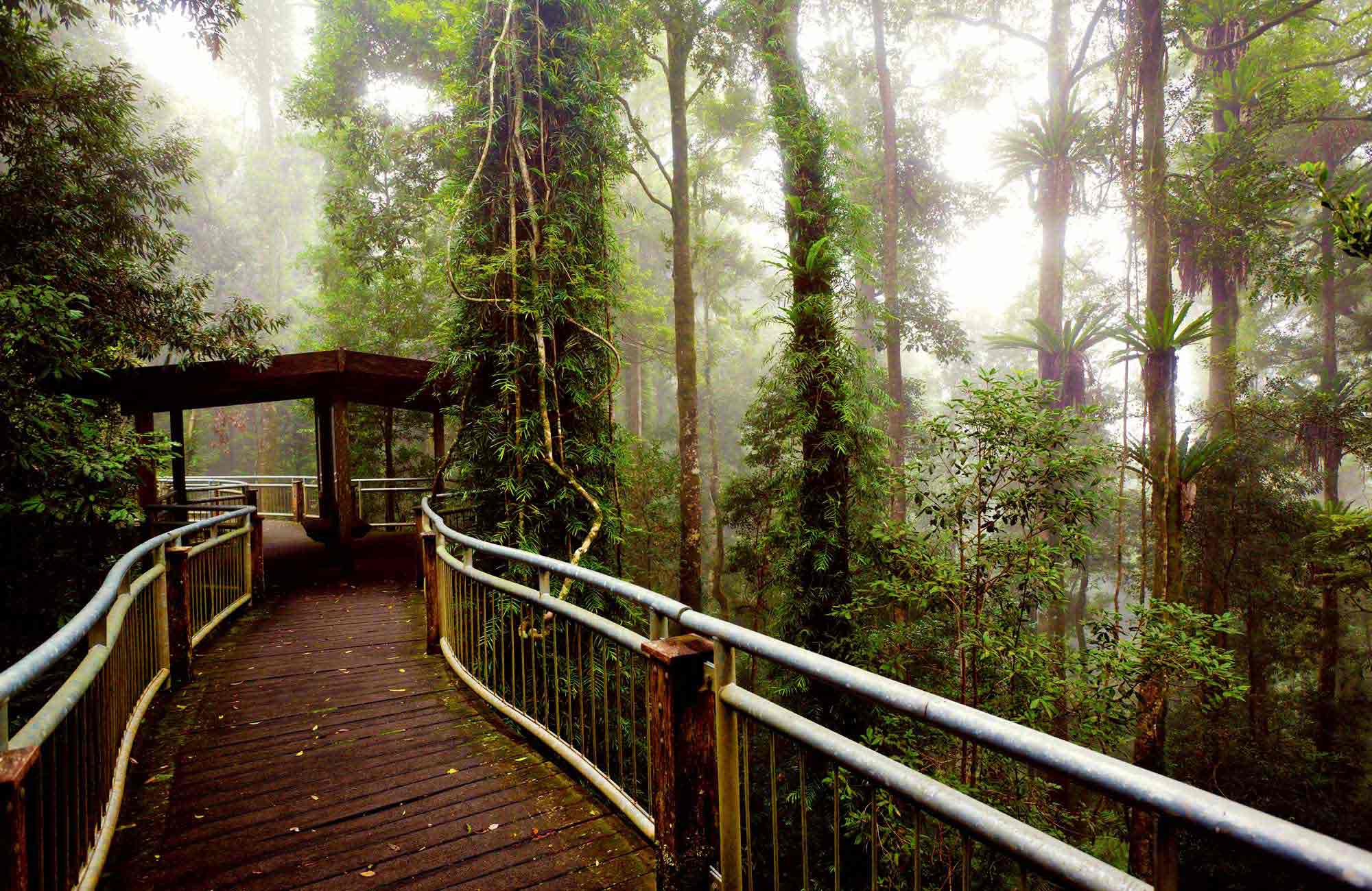 Dorrigo National Park NSW National Parks