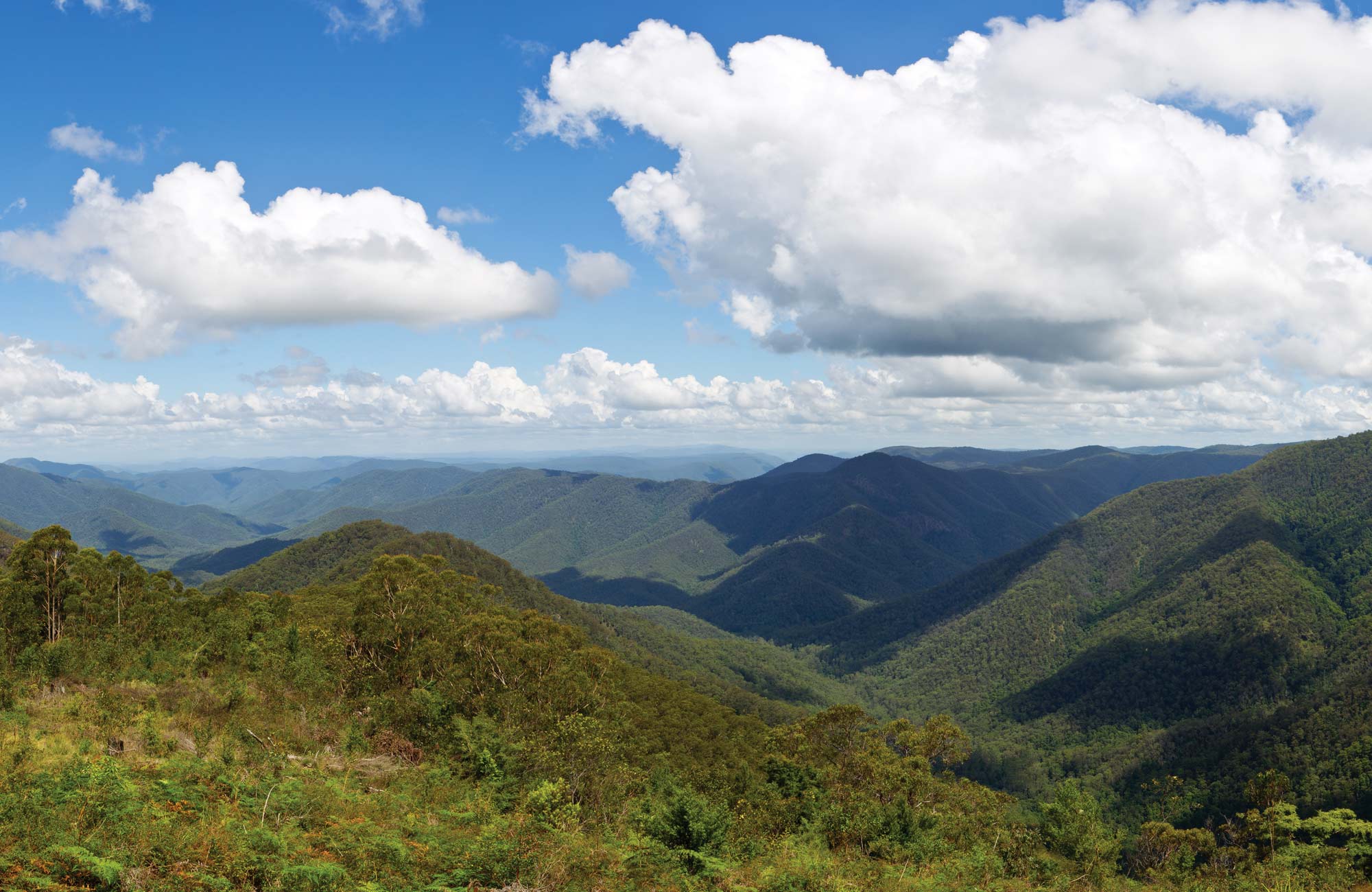 Raspberry lookout NSW National Parks